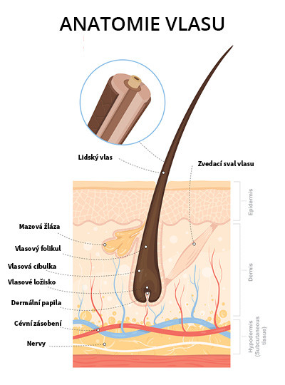 růst vlasů - anatomie vlasu